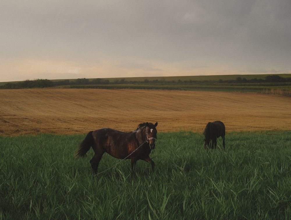 Фотография автора Oleg Suhenko