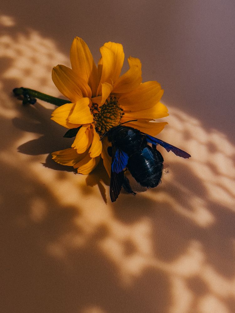 Photograph by Кристина Иванова