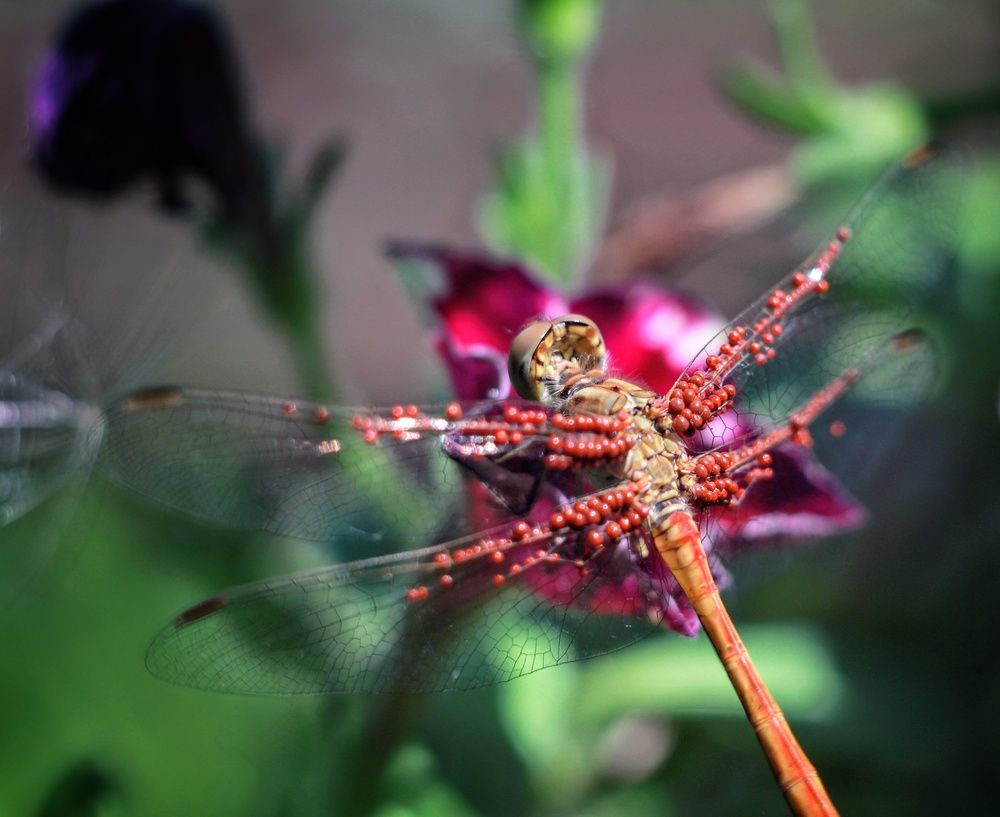 Photograph by AlexaL