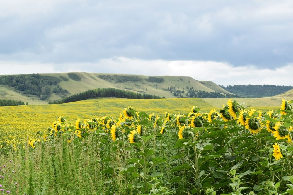 Photograph by Альбина Рамилевна