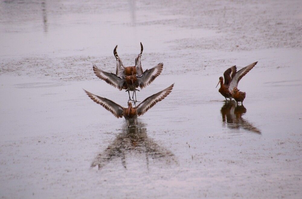 Photograph by Николай Горбачёв