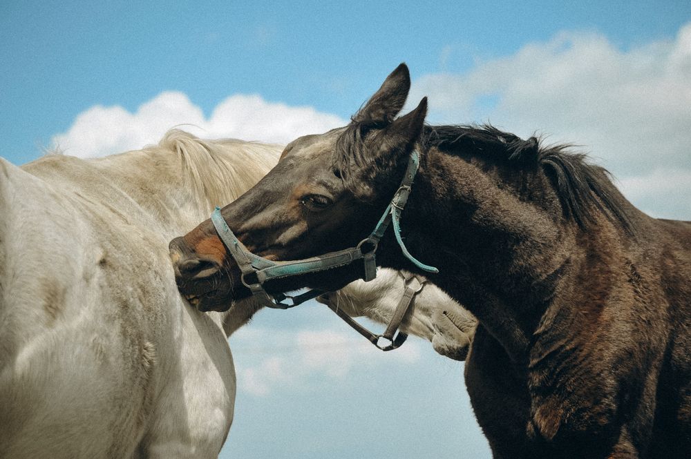 Photograph by Мария Лавриненко