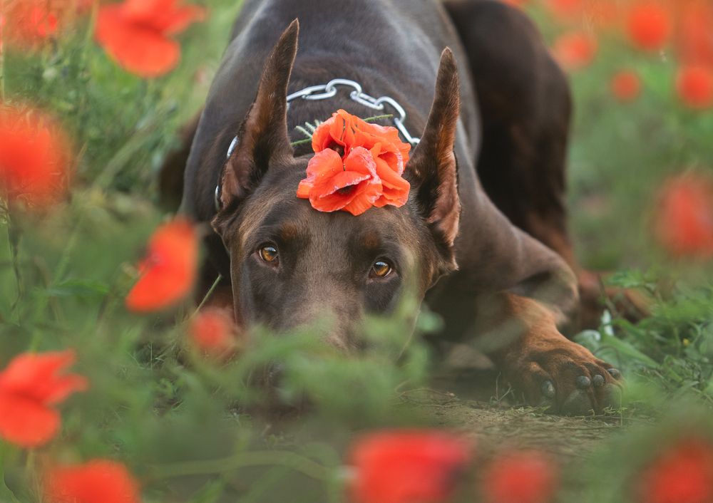 Photograph by Мария Клещенко