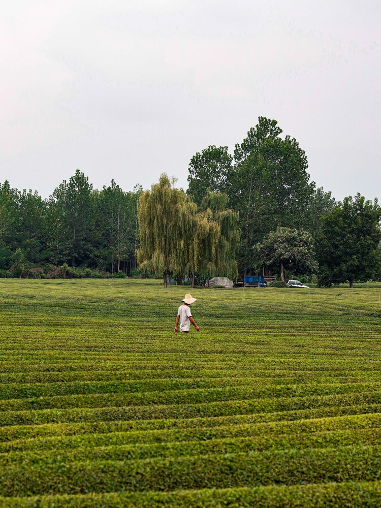 Photograph by Mehrad Mallaei