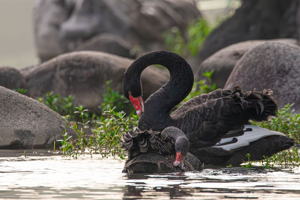 Photograph by Alexei Kriptozoy