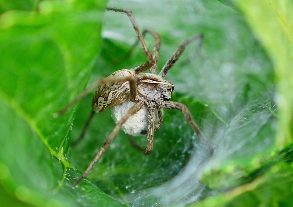 Kraamwebspin met eierzak