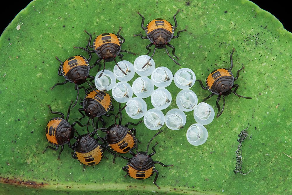 Insects with Offspring