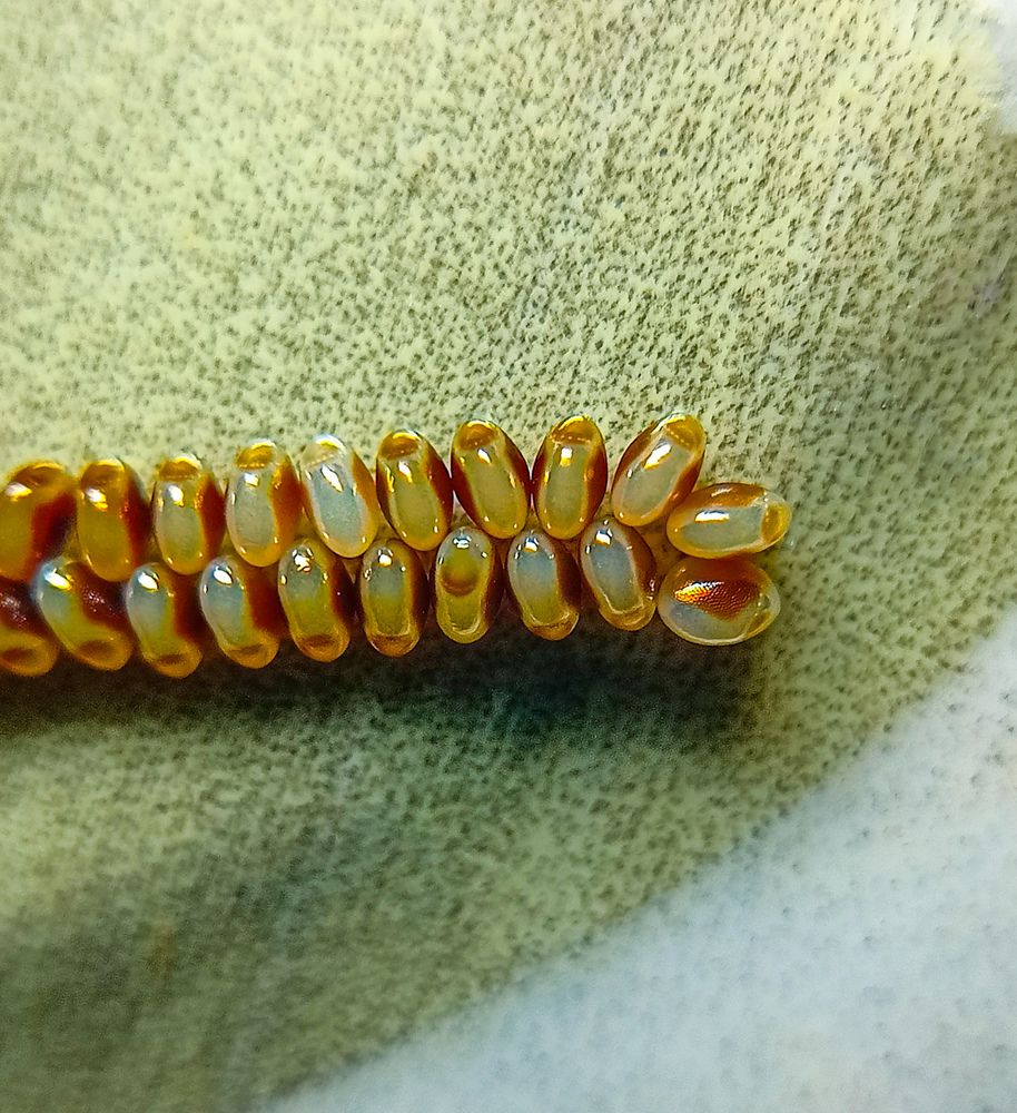 Photograph by Souvik Bhattacharyya