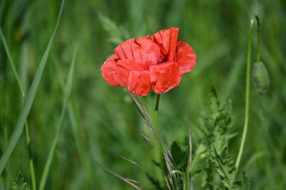 Photograph by Ljiljana Nedeljković