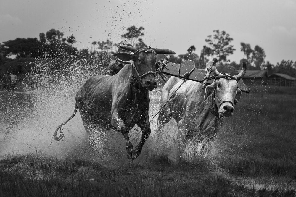 Moichara- the cattle race festival
