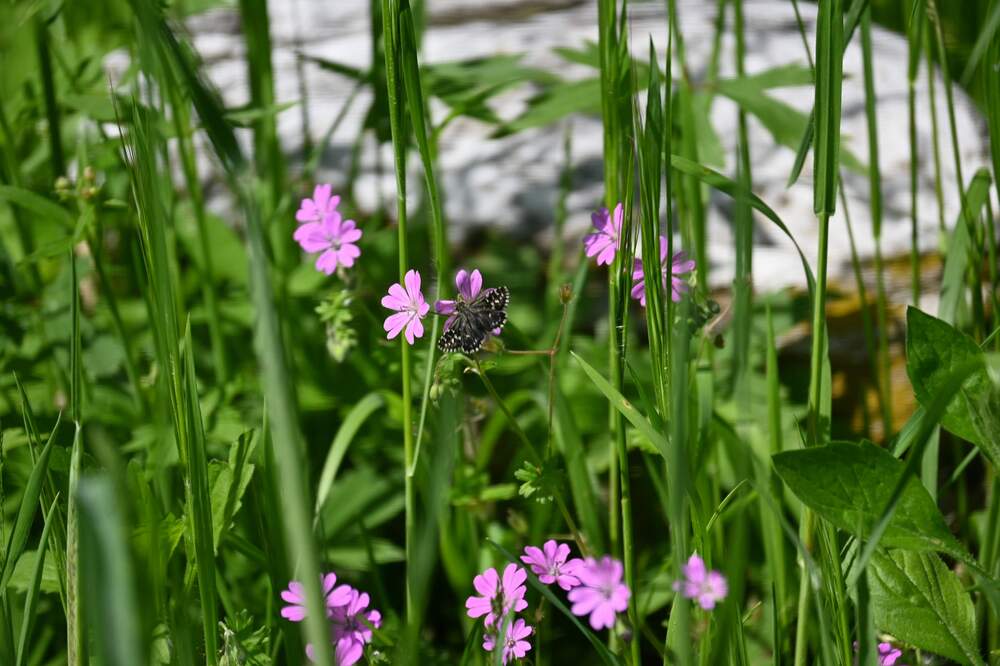 Photograph by Ljiljana Nedeljković