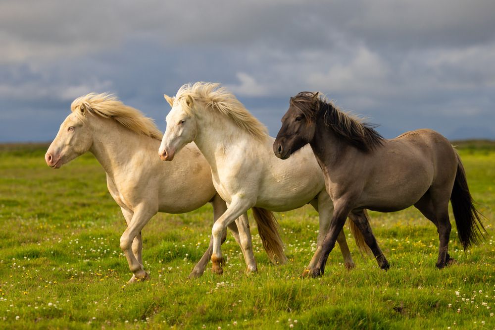 Horse trio, a symbol of strength.