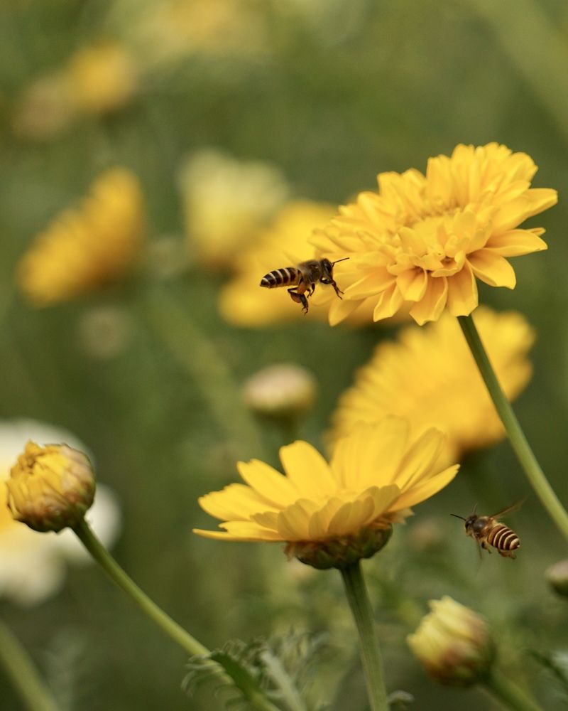 Фотография автора Washiful Majid