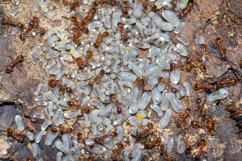 Фотография автора Pancic Ivan