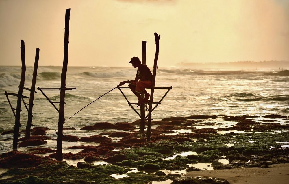 Stilt fisherman of Sri Lanka