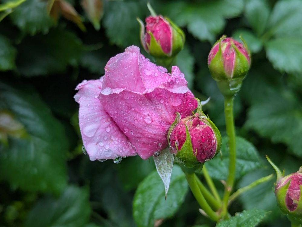 Photograph by Виктор Поверенов