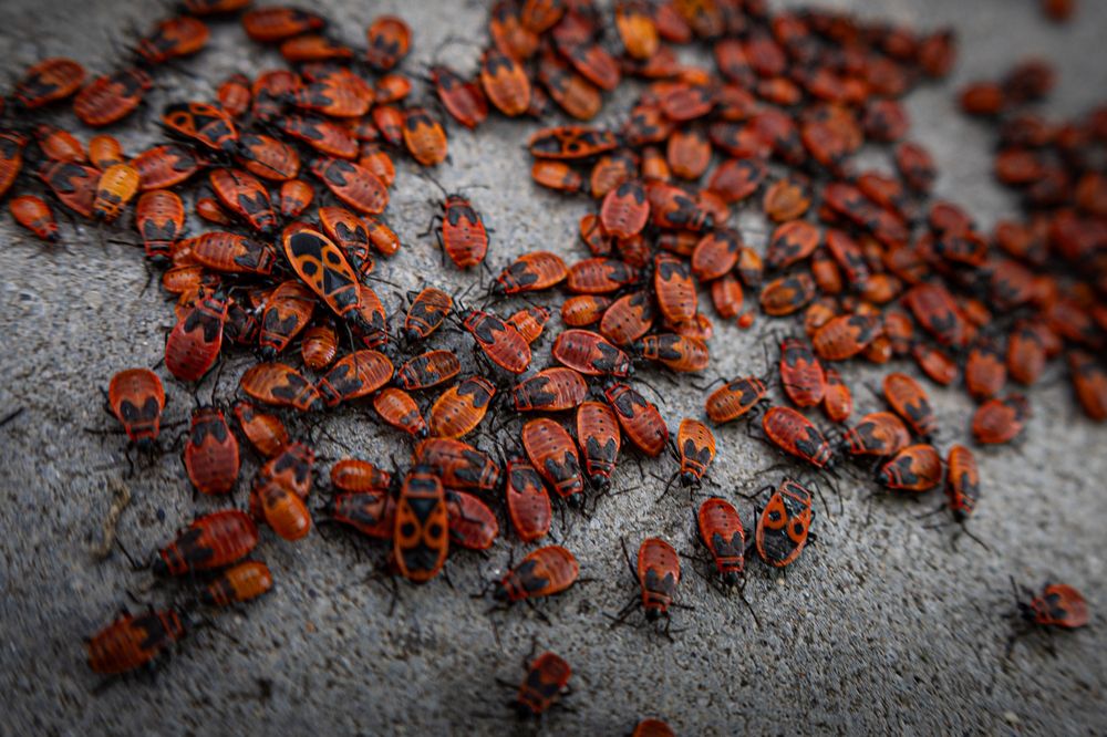 Photograph by Igor Maksimenko