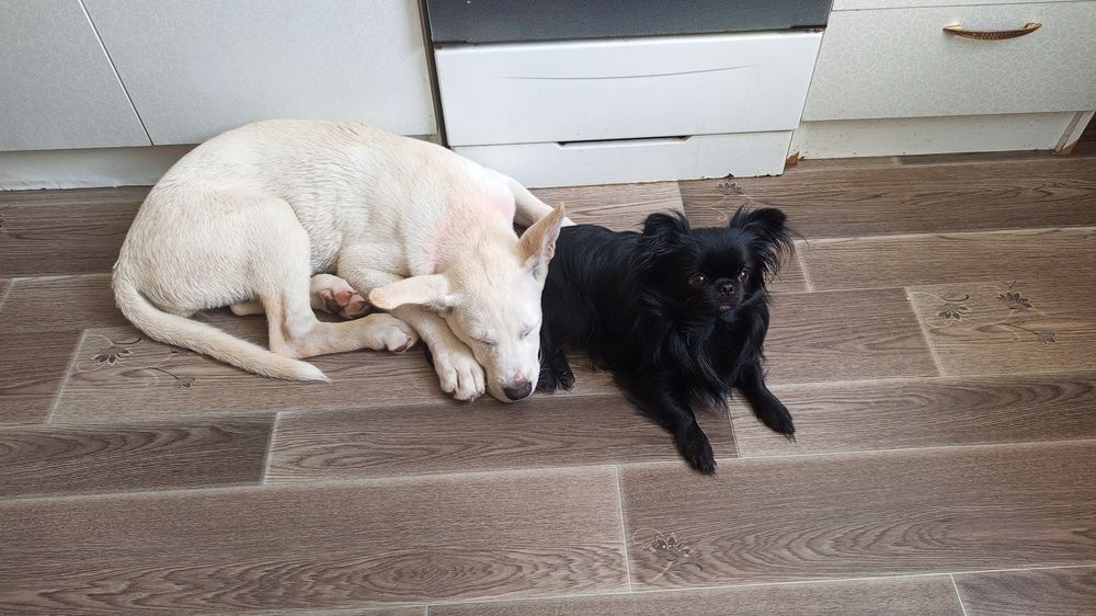 Photo #12411512
