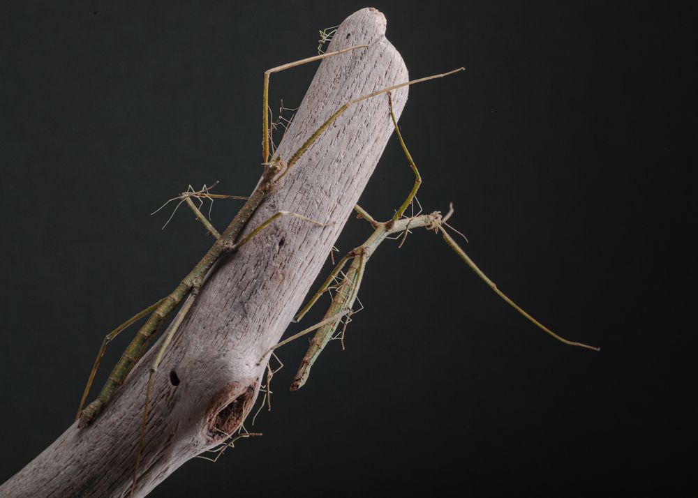 Фотография автора Юлианна Митрофанова