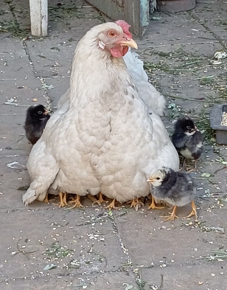 Сороконожка