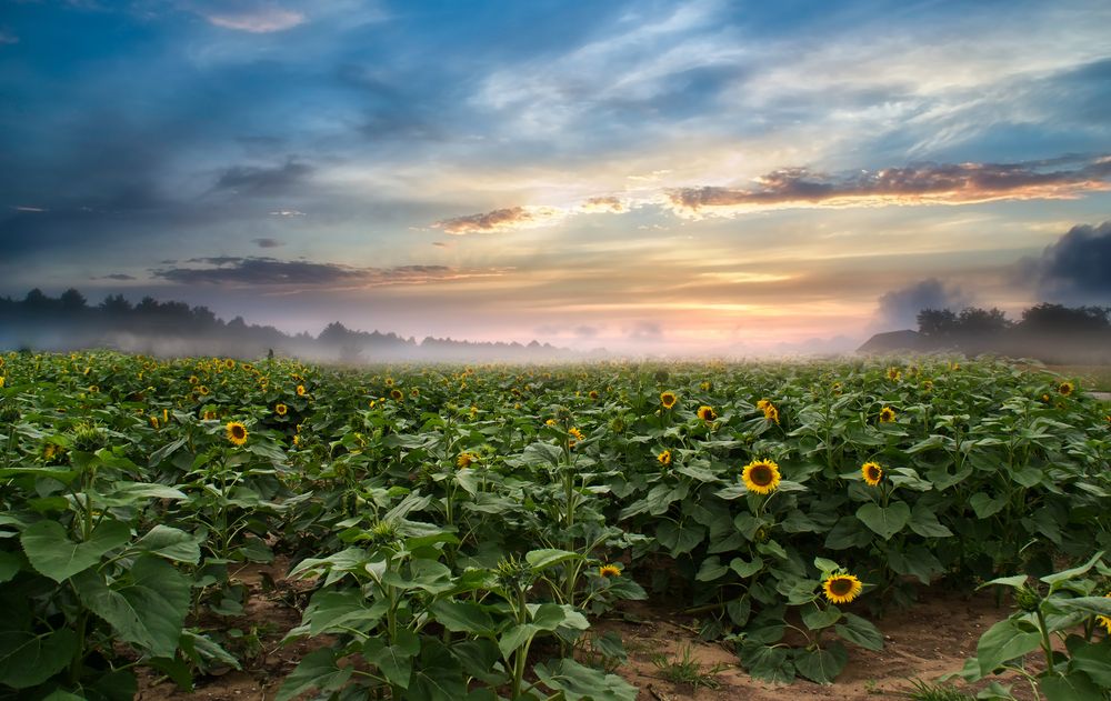 Photograph by Юлия Кранина