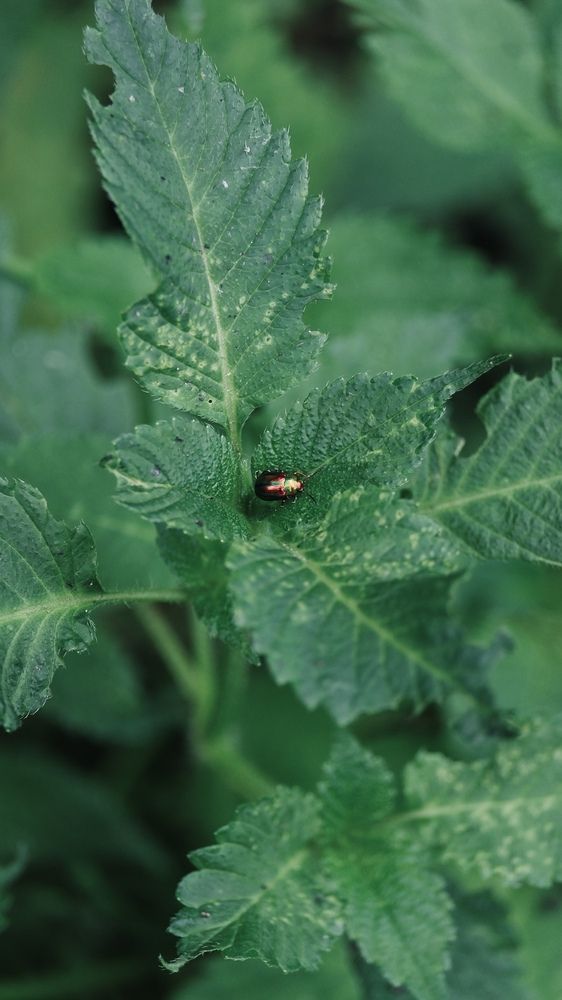 Фотография автора Григоренко Семён