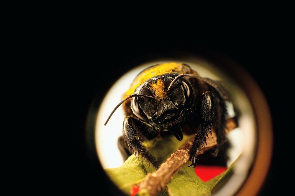POLLEN EYES