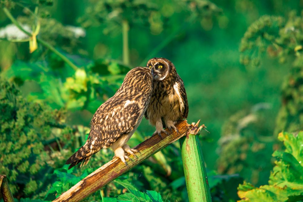 Photograph by Alexander Velin