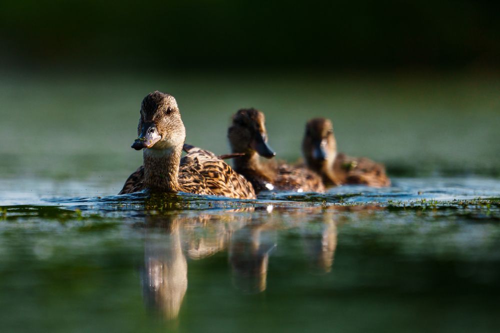 Утиная флотилия