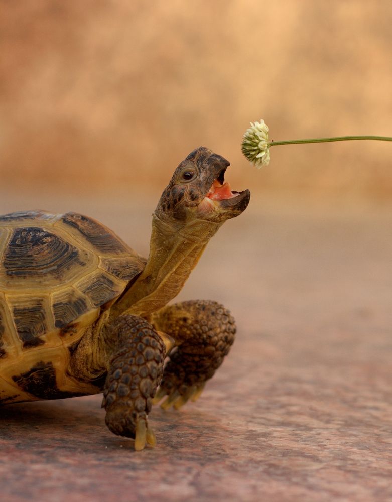 Photograph by Елена Казакова