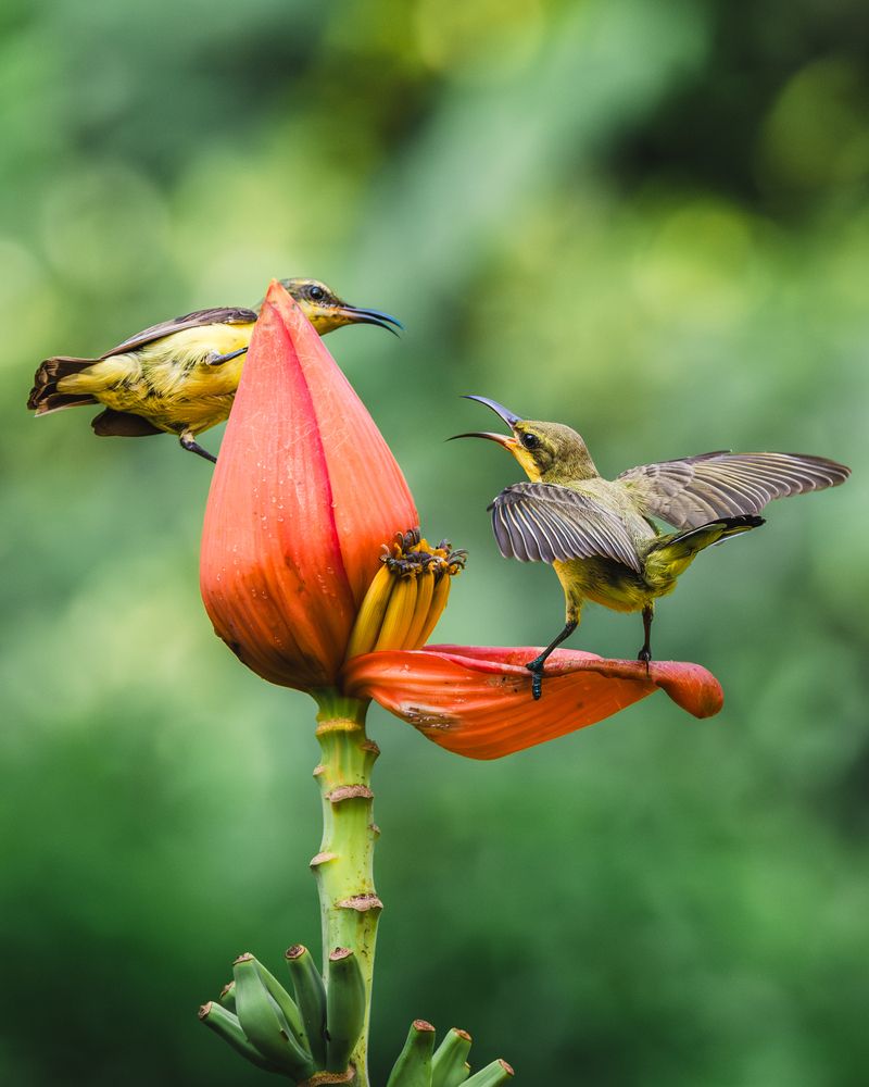 Photograph by Jit Roy