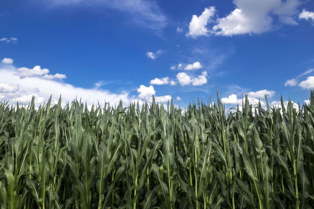 Фотография автора Нестеренко Светлана