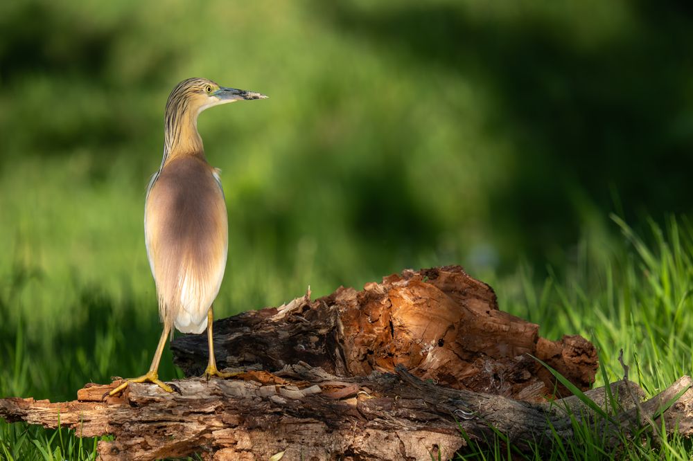 Photograph by Stefan Dragan