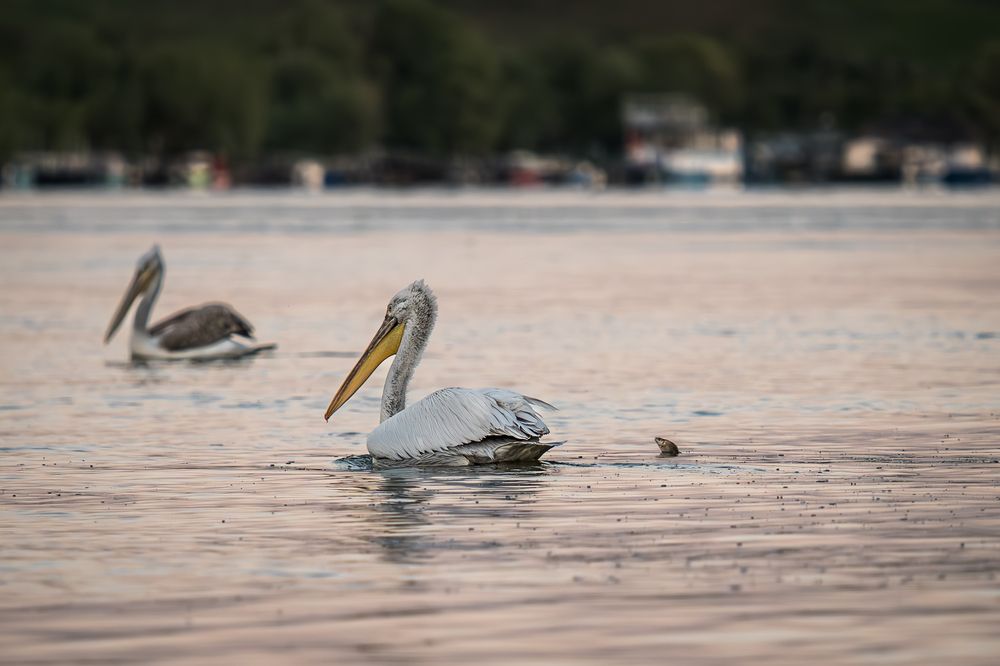 Photograph by Stefan Dragan