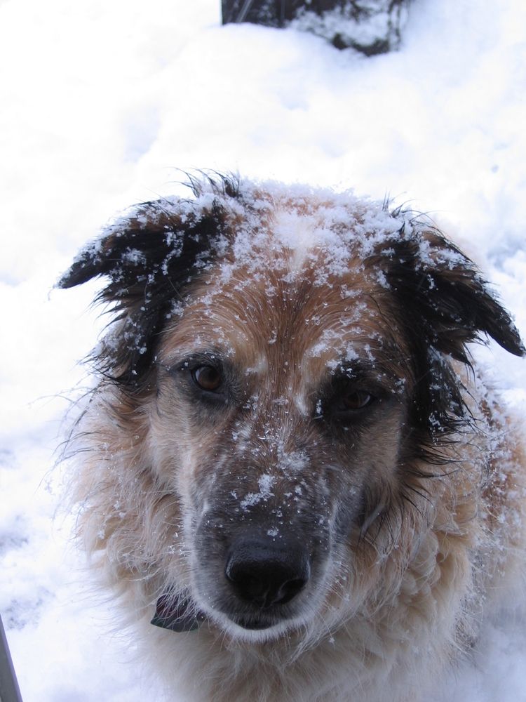 Dog