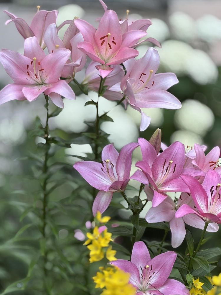 Photograph by Титаренко Людмила