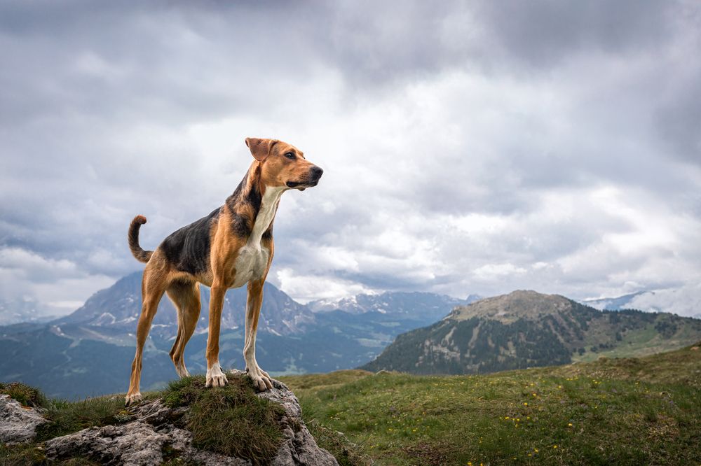 Фотография автора Krisztián Csalami