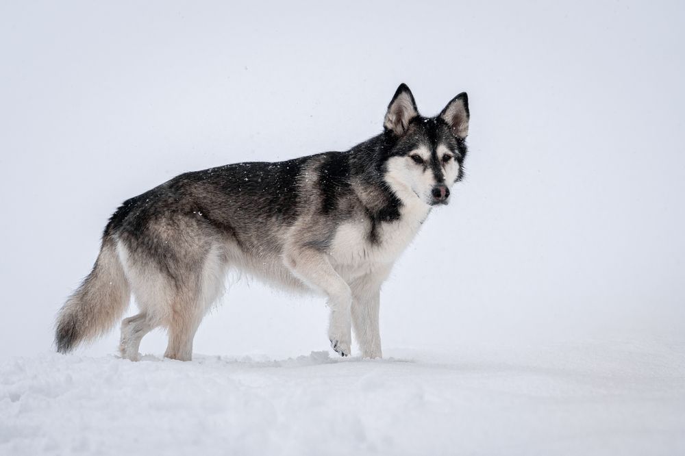 Фотография автора Krisztián Csalami