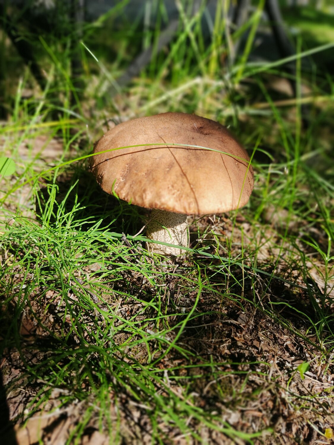 Photo #12416524