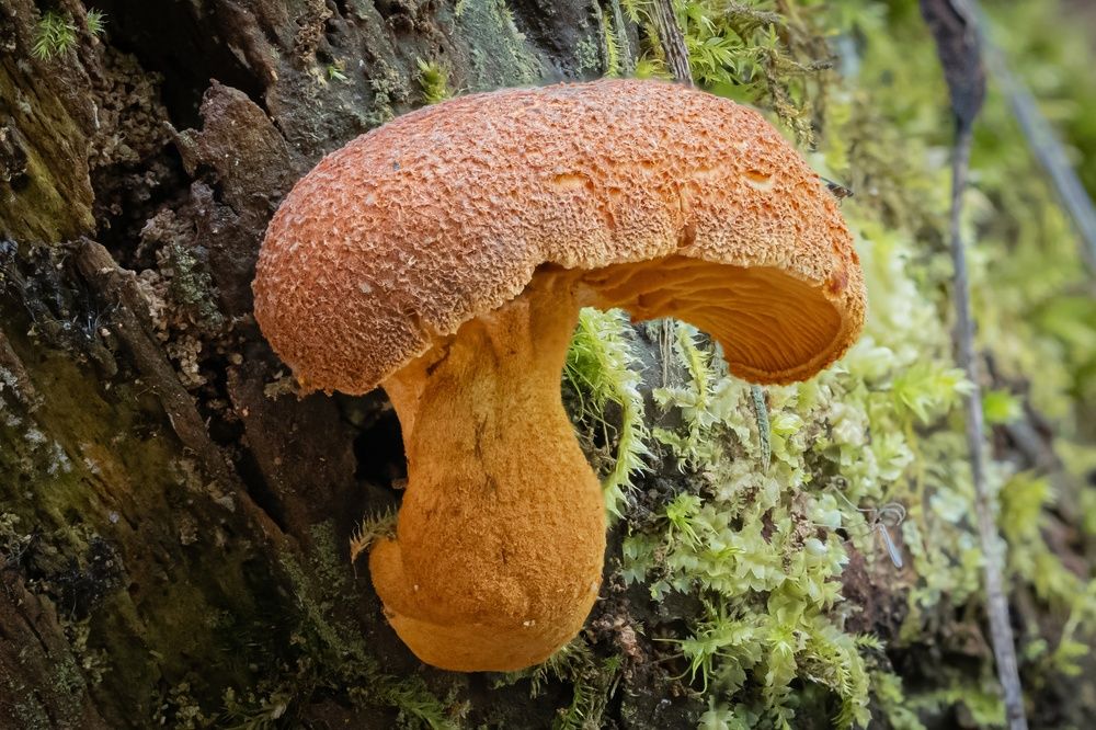 Фотография автора Игорь Иванов