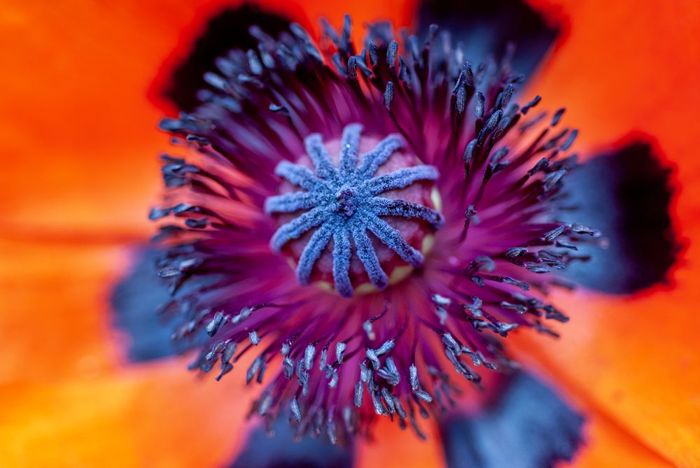 Photograph by YURIY TSARENKO