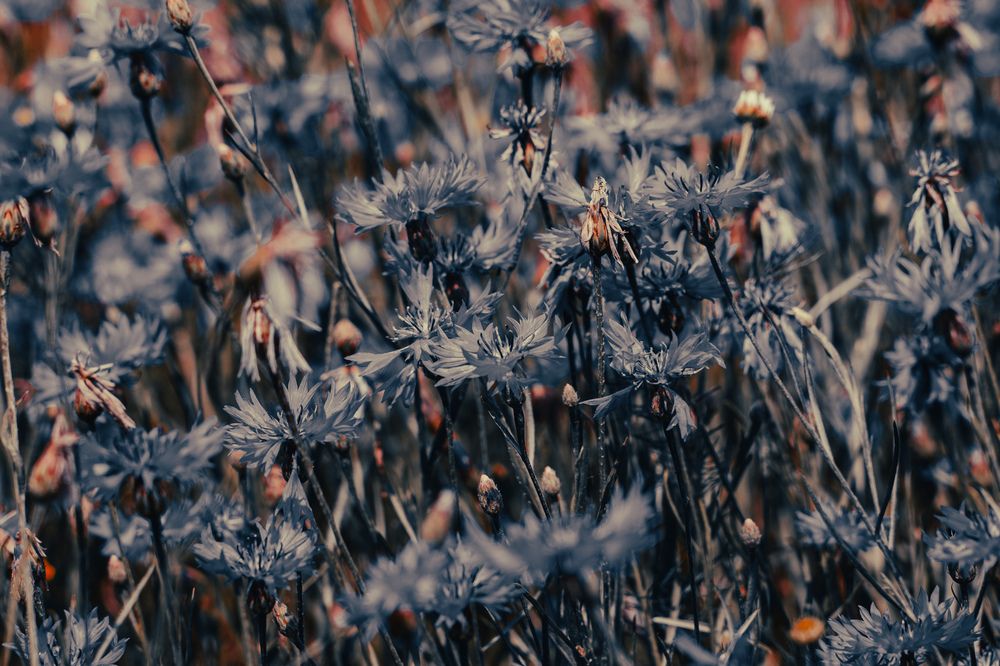 Photograph by Алексей Косенко