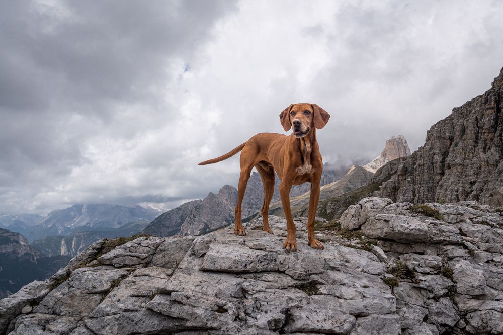 Фотография автора Krisztián Csalami