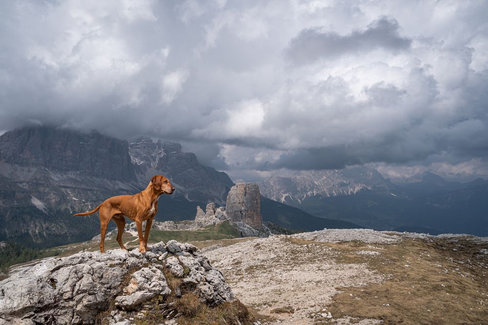 Фотография автора Krisztián Csalami