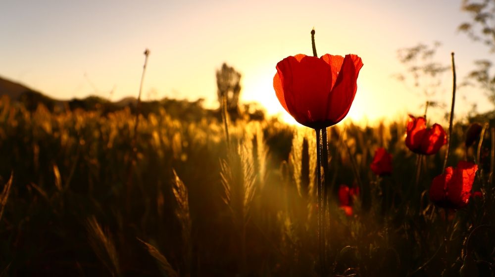 Photograph by Amir Hosein Shokrabadi