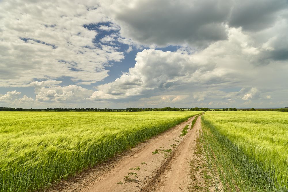 Молодой ячмень