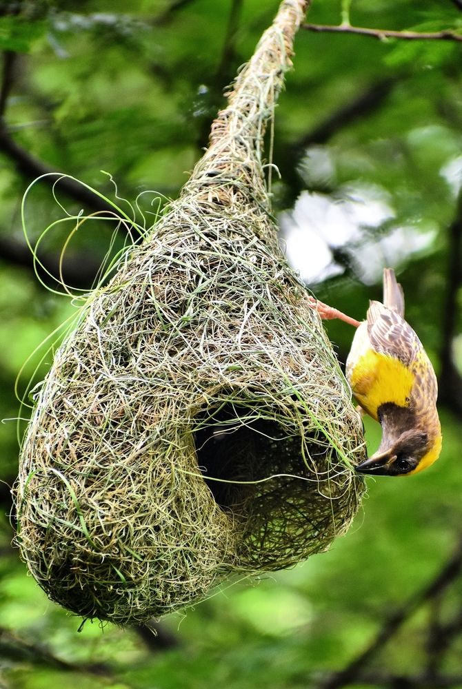 Baya weaver nest