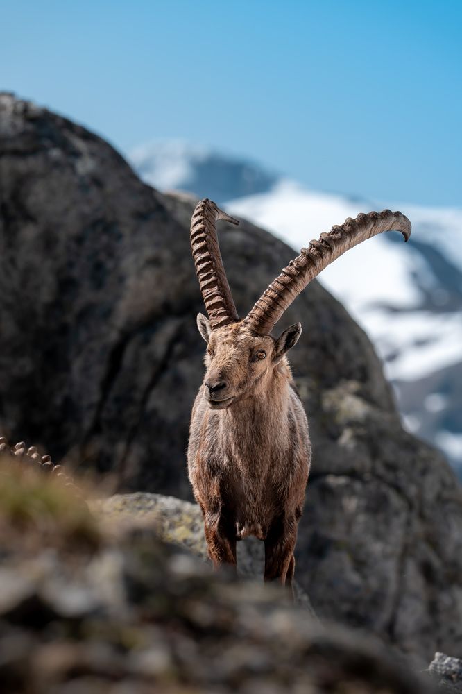 The King of the Alps