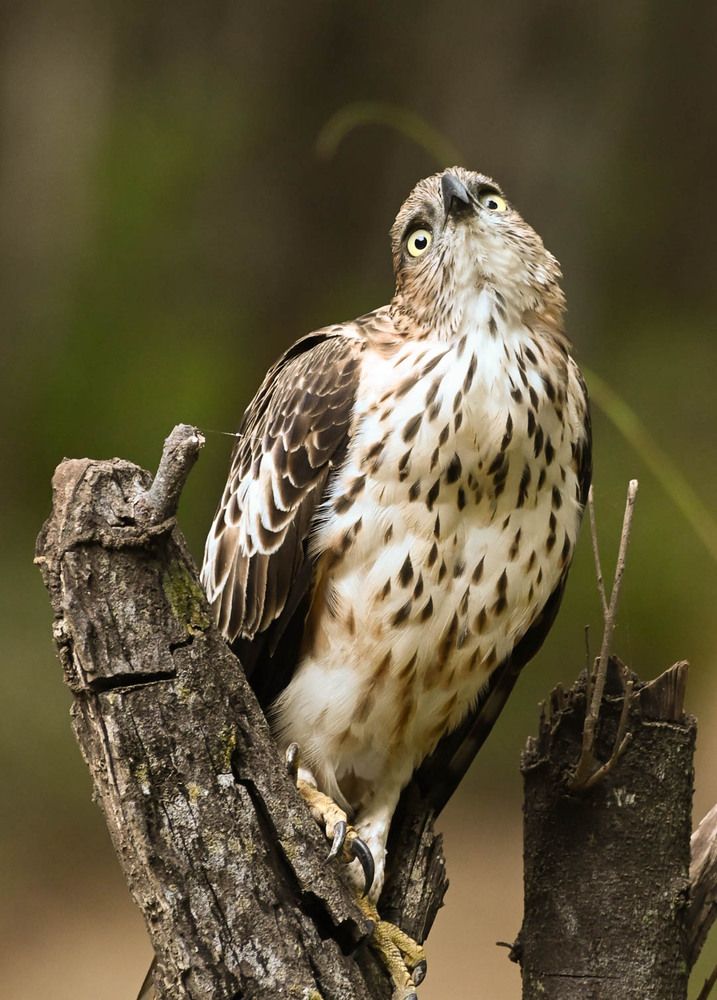 Hawk-Eagle