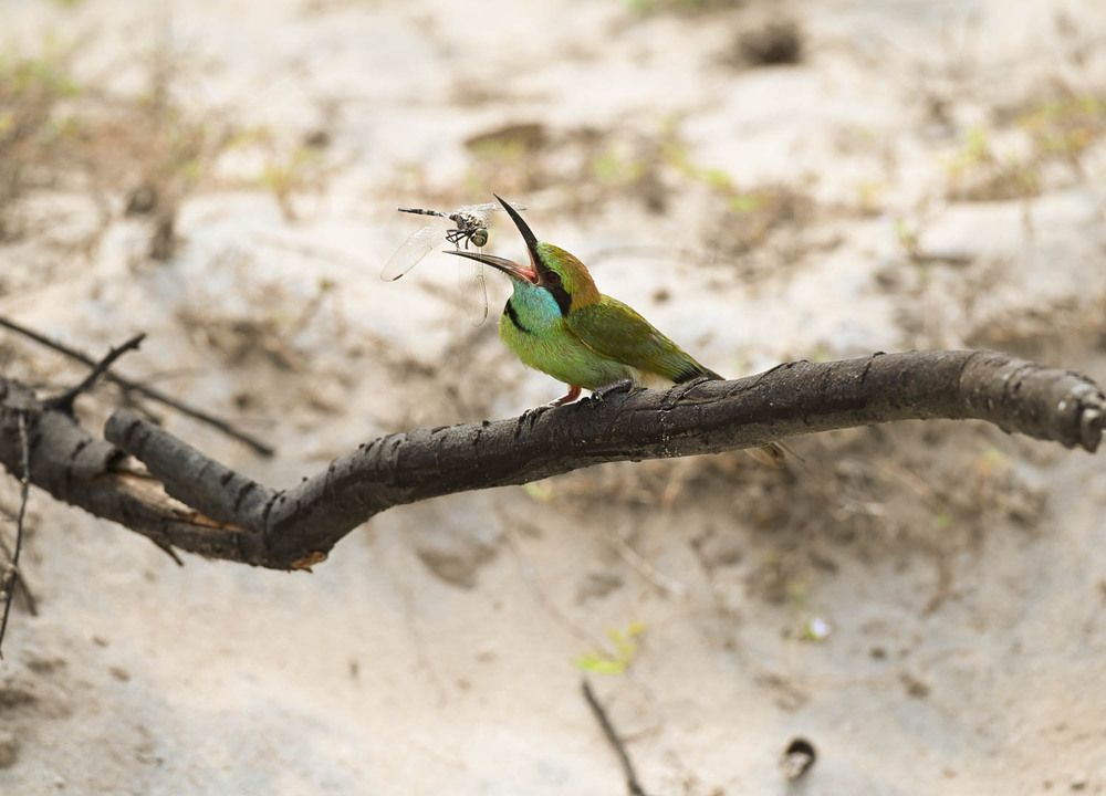 little green bee-eater